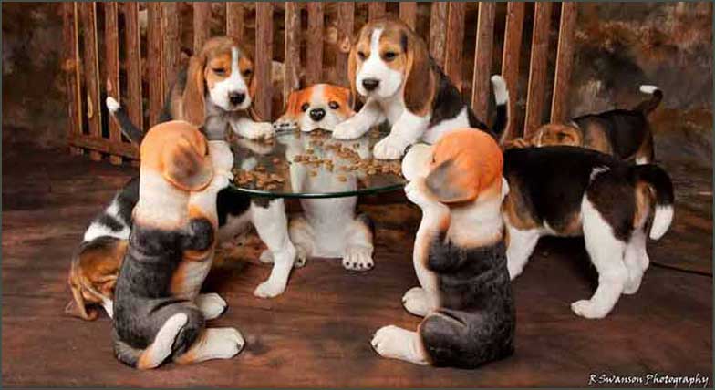 Puppies at dog table