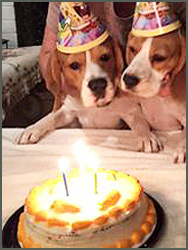 Tyson and Cristy Beagle Birthday Party