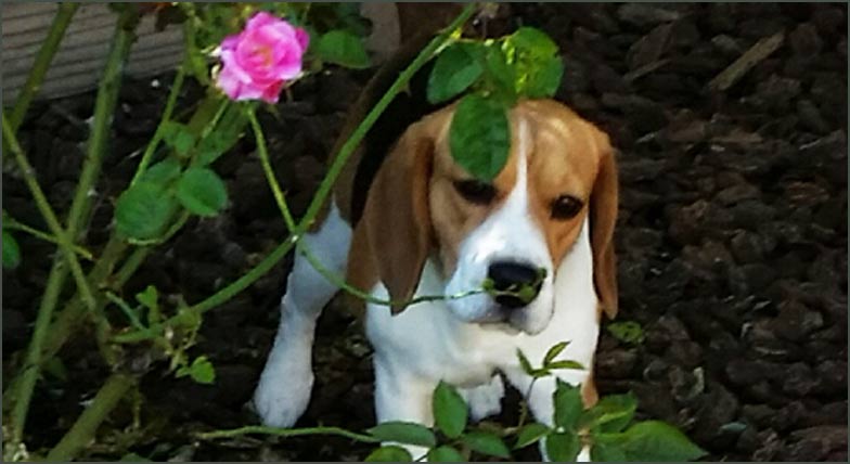 CAbby in the Roses