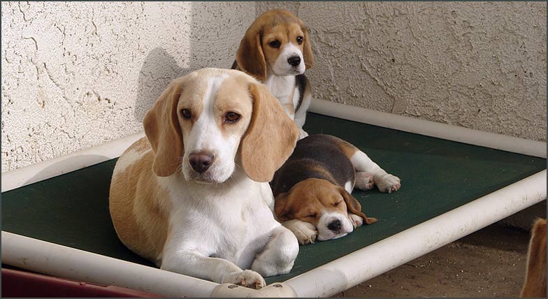 Diva and Puppies