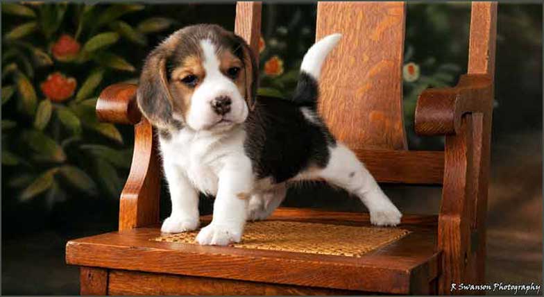 Puppy DaVinci
