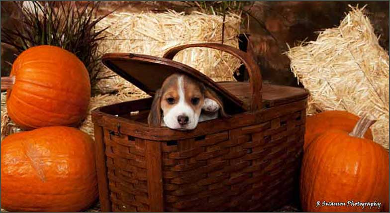 chanel in basket