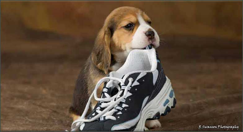 chanel with tennis shoe