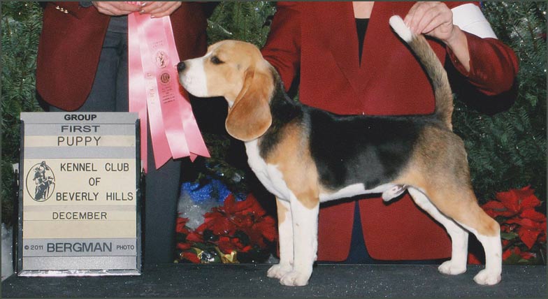 Phoenix Puppy Group 1