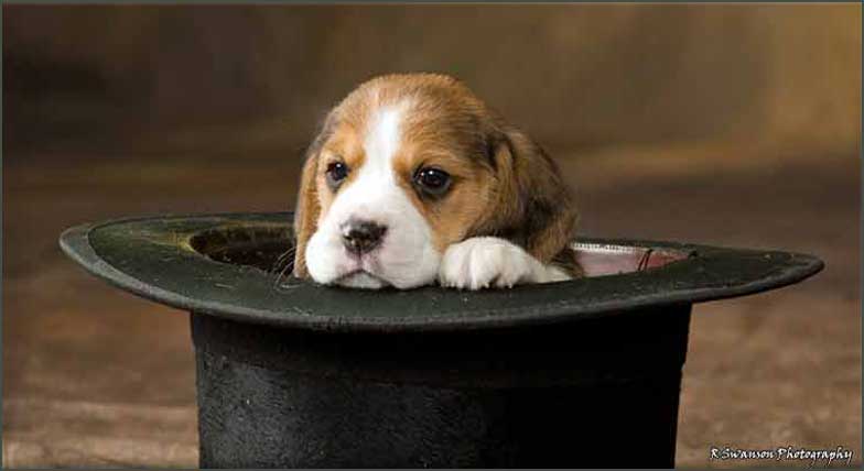 Puppies in Top Hat