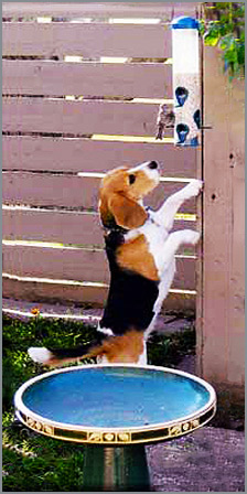 Andale checking out the bird feeder