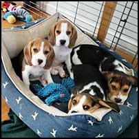 6 wk old pups in dog bed