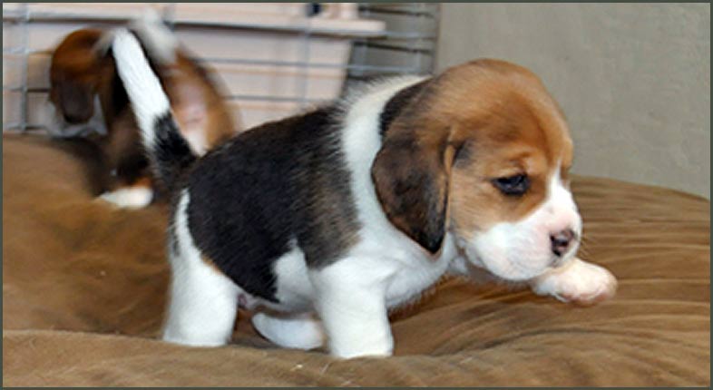 Gracie 4 weeks old