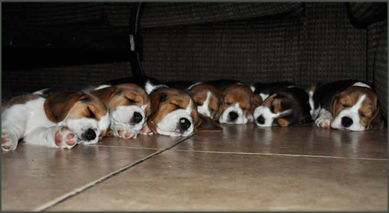 puppy sleeping