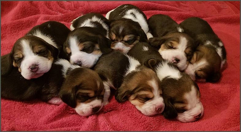 Christmas Puppies