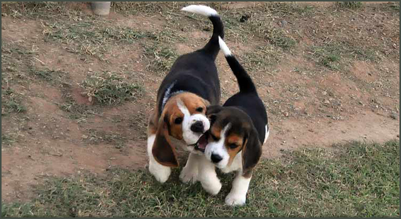 Devon and Abby