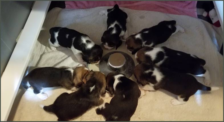 Dinner Time