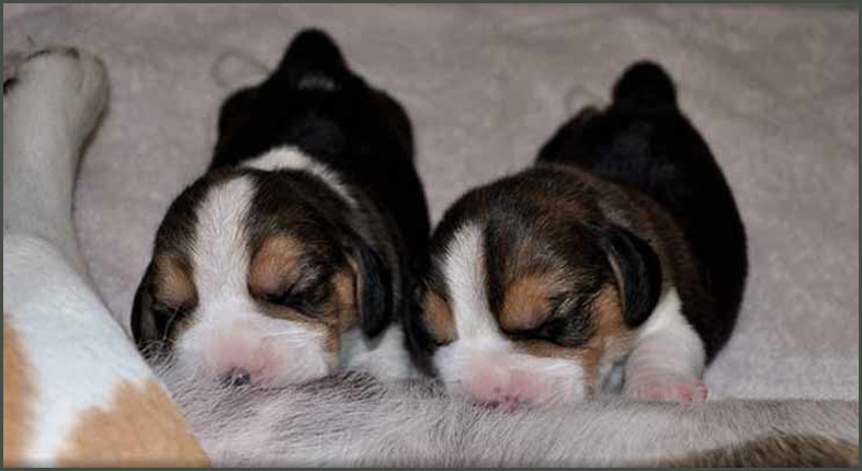 Etta and Devon 5 days old
