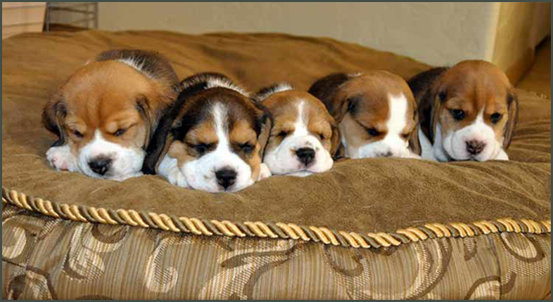 mia babies 4 wks old