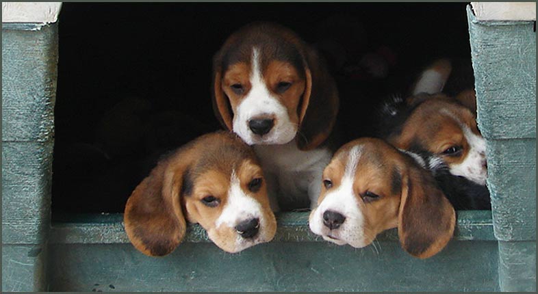 Puppies in the Dog House