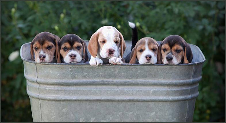 Puppies in Wash Tub