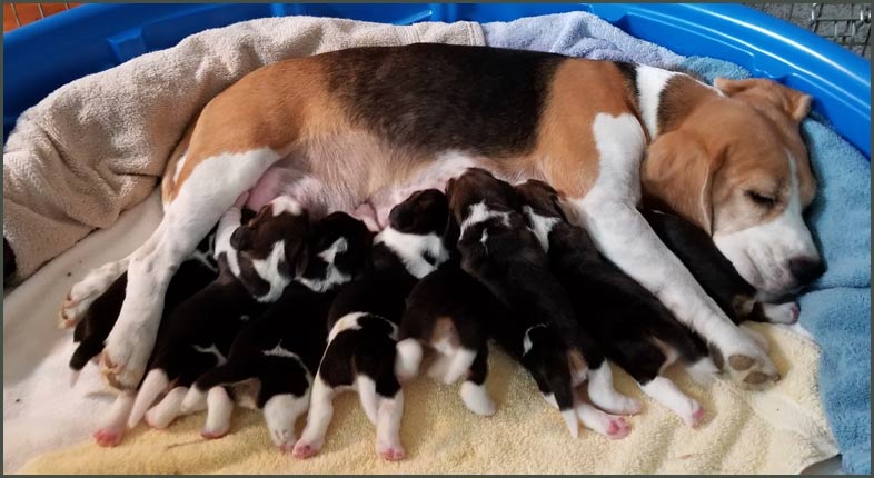Super 8 Litter