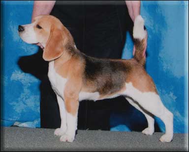 CH LaQuinta I Am A Dyno-Mite Girl
